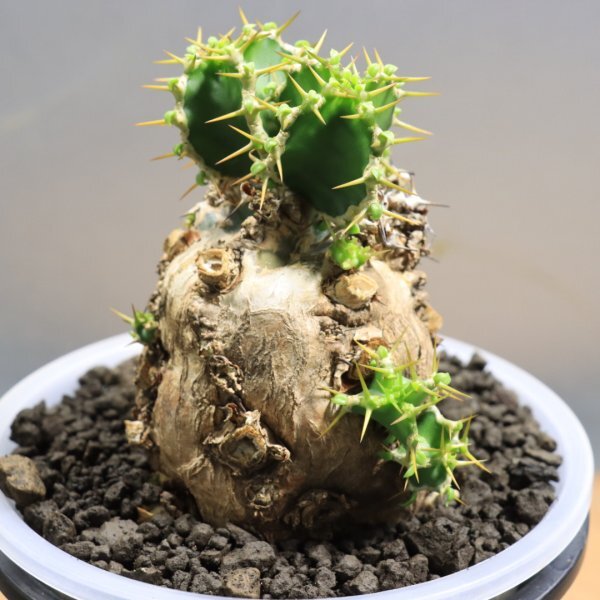 Yahoo!オークション -「ユーフォルビア・ムランジーナ」(観葉植物) の