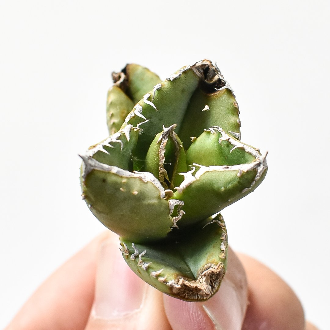 アガベ チタノタ 麻花龍 【台湾 berlin産/子株/抜き苗】C BE2402602(T)