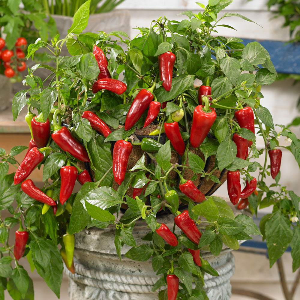SPICY JANE F1 Hot Pepper Seeds – Edible Patio Plant for Pots