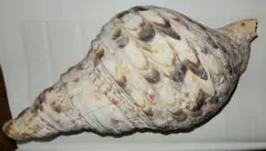 2026年最新】法螺貝標本の人気アイテム - メルカリ